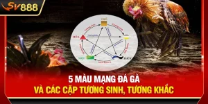 SV888 Chia Sẻ 5 Màu Mạng Đá Gà Và Các Cặp Tương Sinh, Tương Khắc