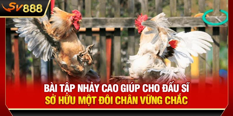 Bài tập nhảy cao giúp cho đấu sĩ sở hữu một đôi chân vững chắc