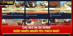 Các Kèo Đá Gà SV888 Được Nhiều Người Yêu Thích Nhất