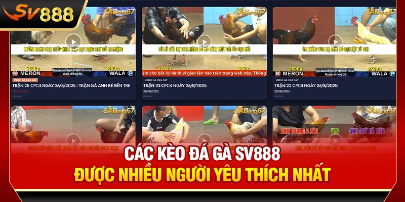 Các Kèo Đá Gà SV888 Được Nhiều Người Yêu Thích Nhất