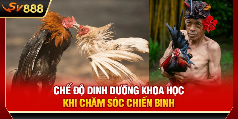 Chế độ dinh dưỡng khoa học khi chăm sóc chiến binh
