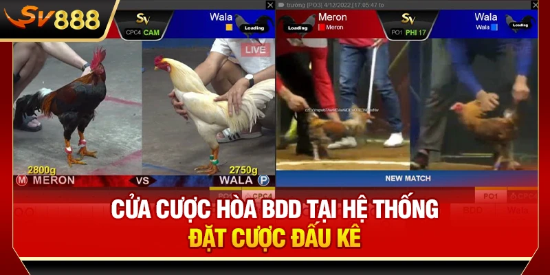 Cửa cược hòa BDD tại hệ thống đặt cược đấu kê