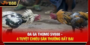 Đá Gà Thomo SV888 - 4 Tuyệt Chiêu Săn Thưởng Bất Bại