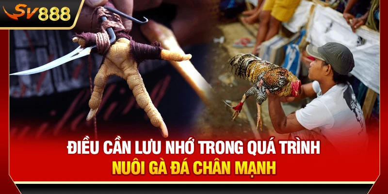 Điều cần lưu nhớ trong quá trình nuôi gà đá chân mạnh