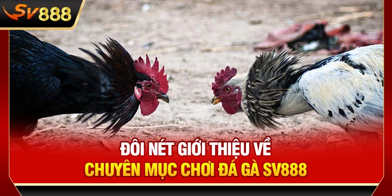 Đôi nét giới thiệu về chuyên mục chơi đá gà SV888