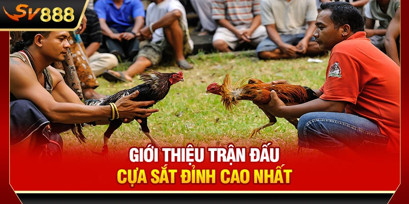 Giới thiệu trận đấu cựa sắt đỉnh cao nhất