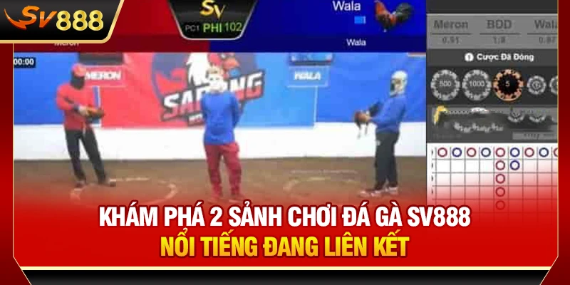 Khám phá 2 sảnh chơi đá gà SV888 nổi tiếng đang liên kết