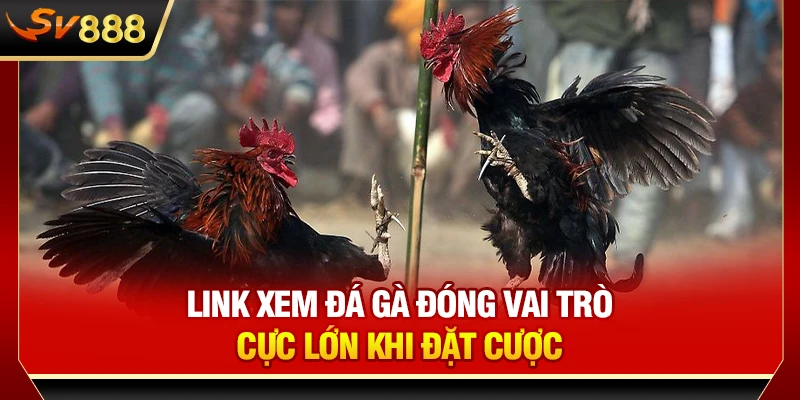 Link xem đá gà đóng vai trò cực lớn khi đặt cược