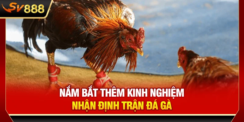 Nắm bắt thêm kinh nghiệm nhận định trận đá gà