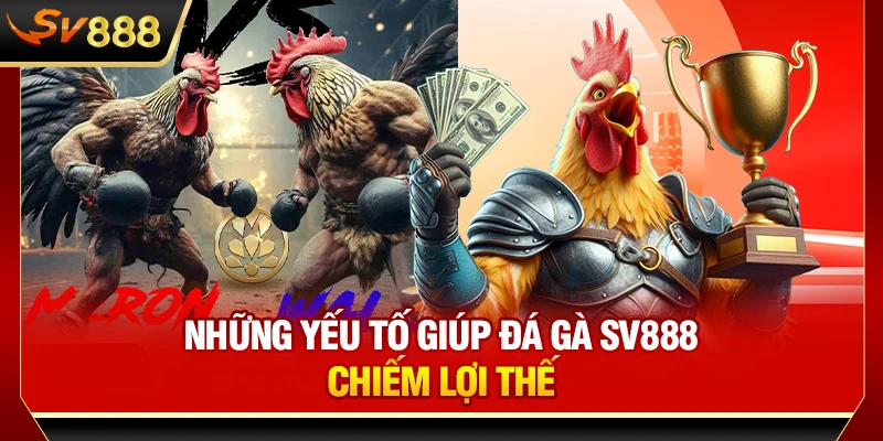 Những yếu tố giúp đá gà SV888 chiếm lợi thế