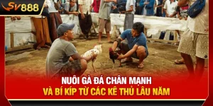 SV888 Chia Sẻ Nuôi Gà Đá Chân Mạnh Và Bí Kíp Từ Các Kê Thủ Lâu Năm