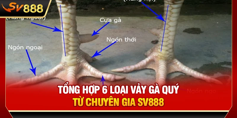 Tổng hợp 6 loại vảy gà quý từ chuyên gia SV888