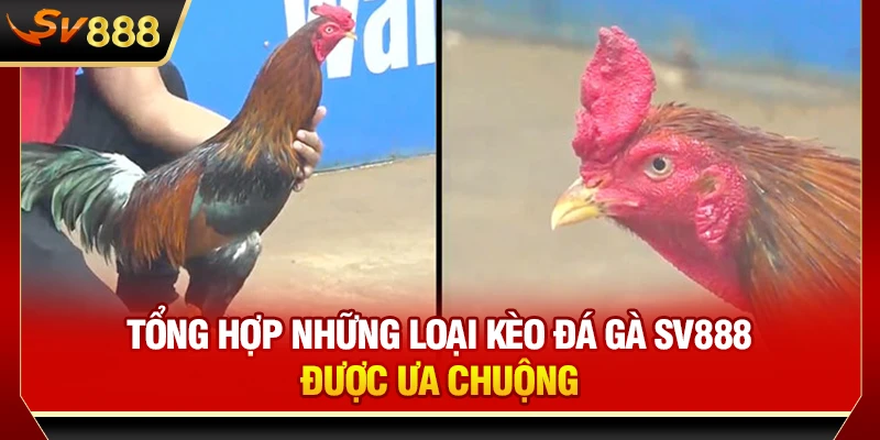 Tổng hợp những loại kèo đá gà SV888 được ưa chuộng