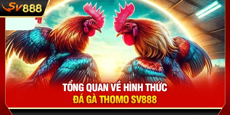 Tổng quan về hình thức đá gà Thomo SV888