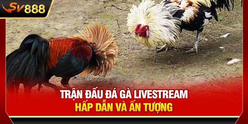 Trận đấu đá gà Livestream hấp dẫn và ấn tượng