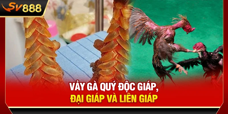 Vảy gà quý Độc giáp, Đại giáp và Liên giáp
