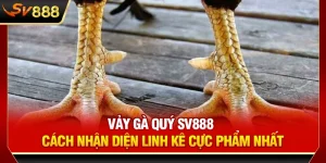 Vảy Gà Quý SV888 - Cách Nhận Diện Linh Kê Cực Phẩm Nhất