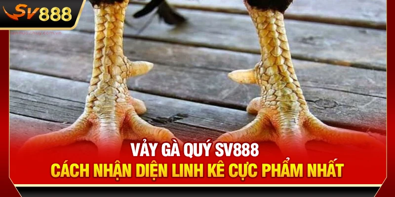 Vảy Gà Quý SV888 - Cách Nhận Diện Linh Kê Cực Phẩm Nhất